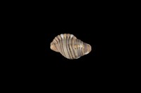 藏品(金色美法螺)的圖片